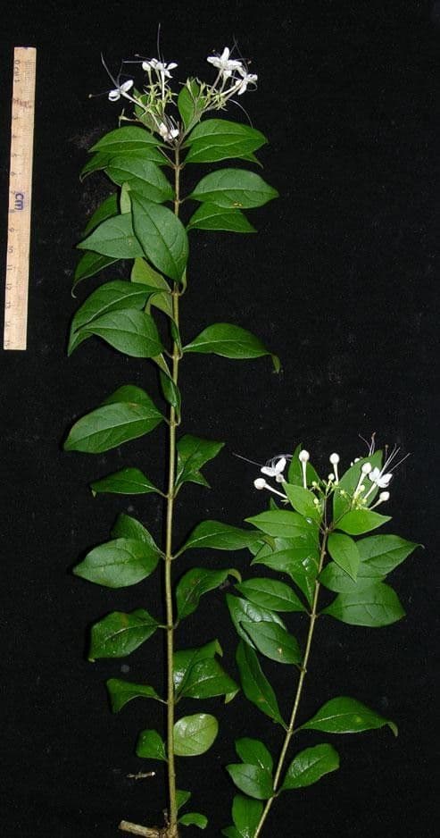 Volkameria ligustrina 8
