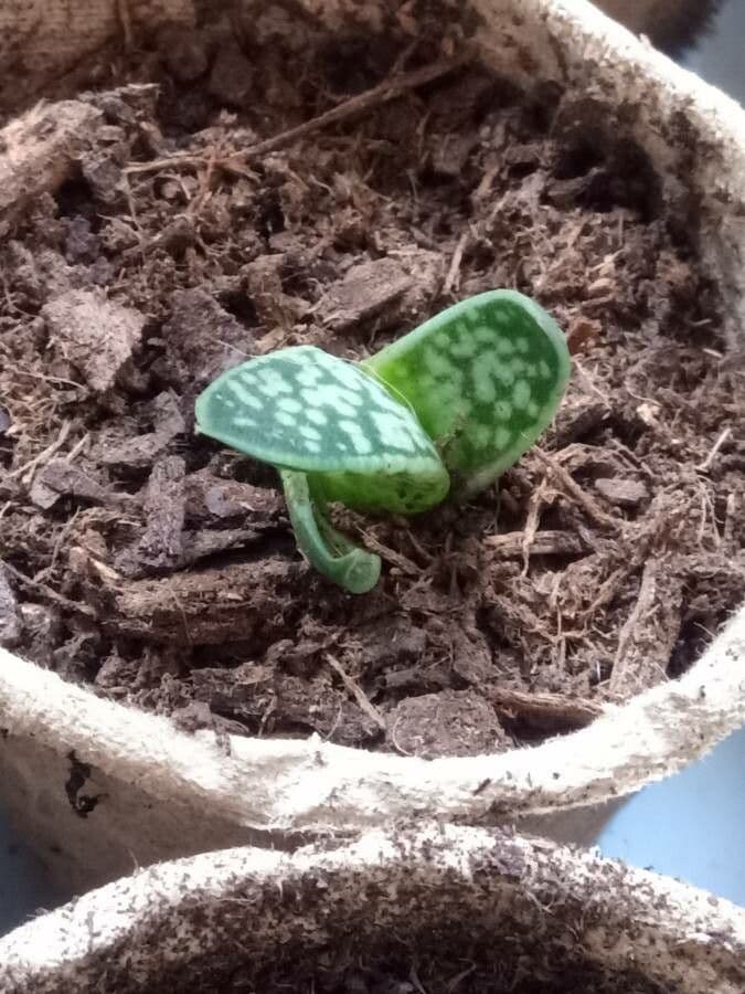 Gasteria 8