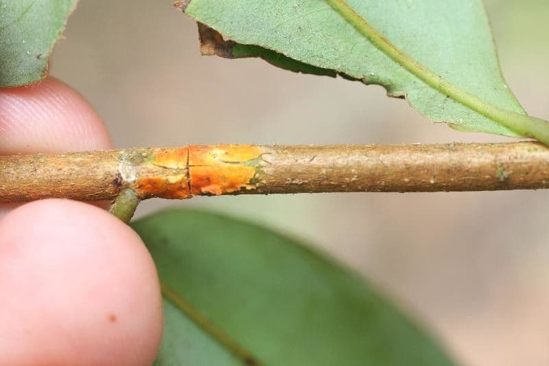 Xylopia nitida 13