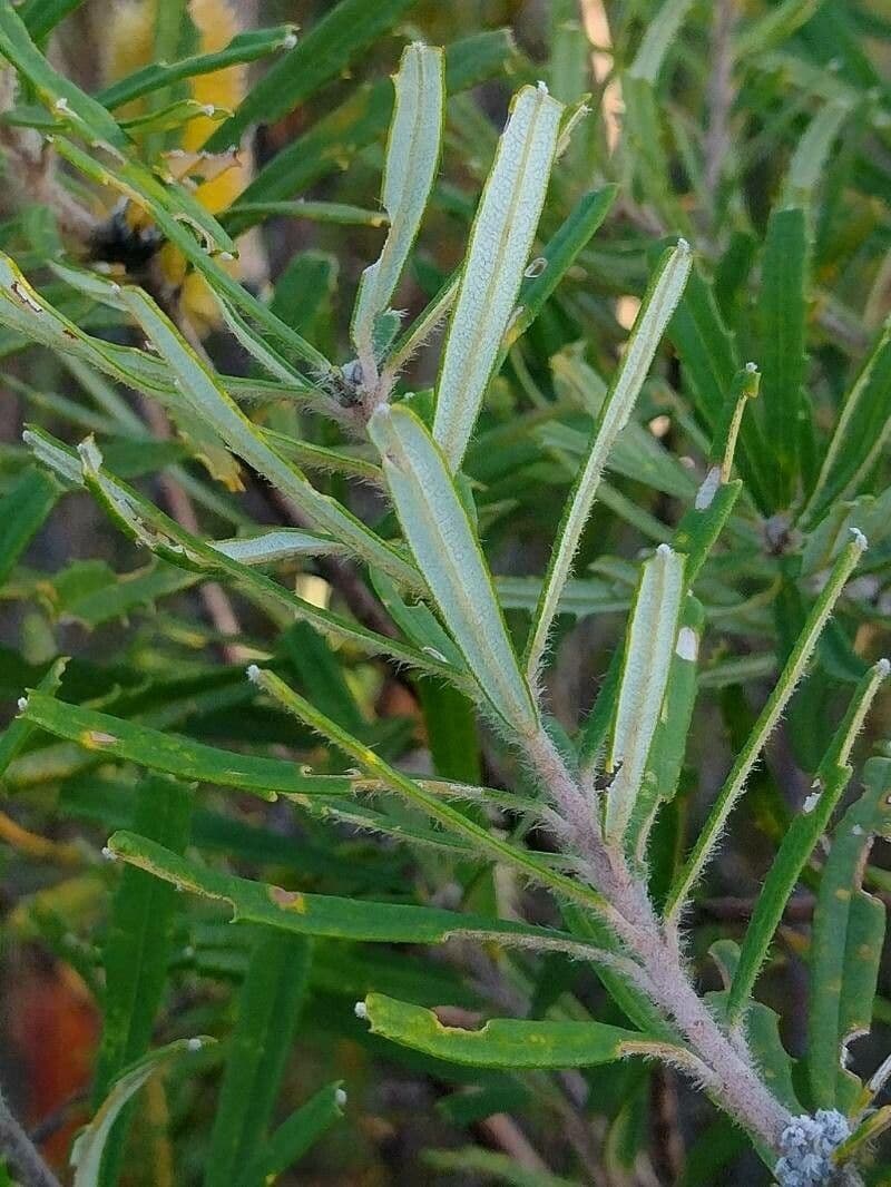 Banksia 14