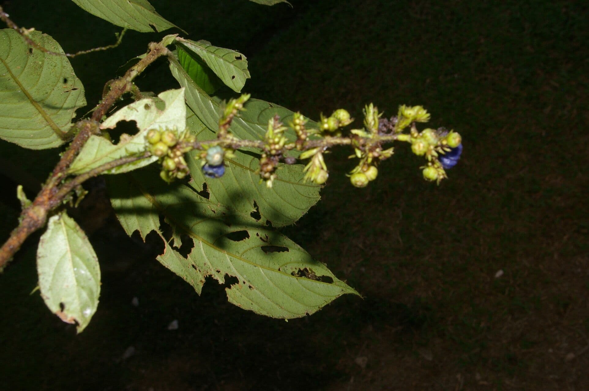 Bertiera 11