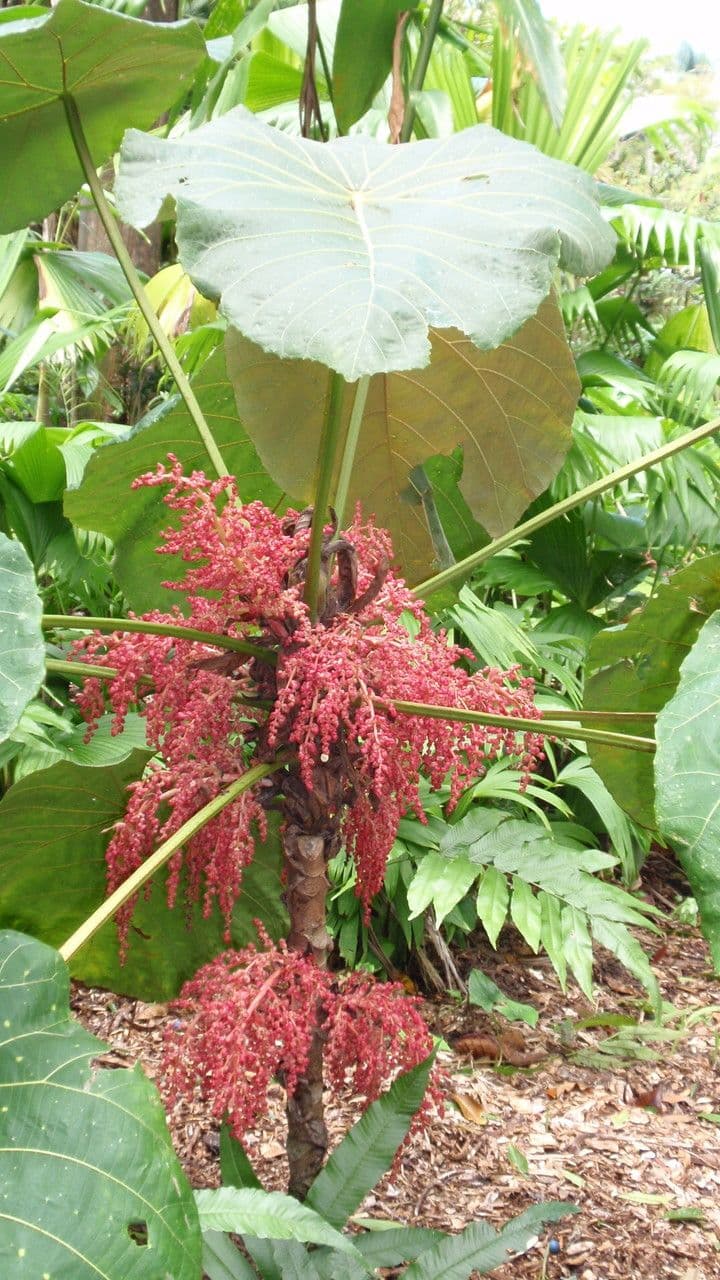 Macaranga 3