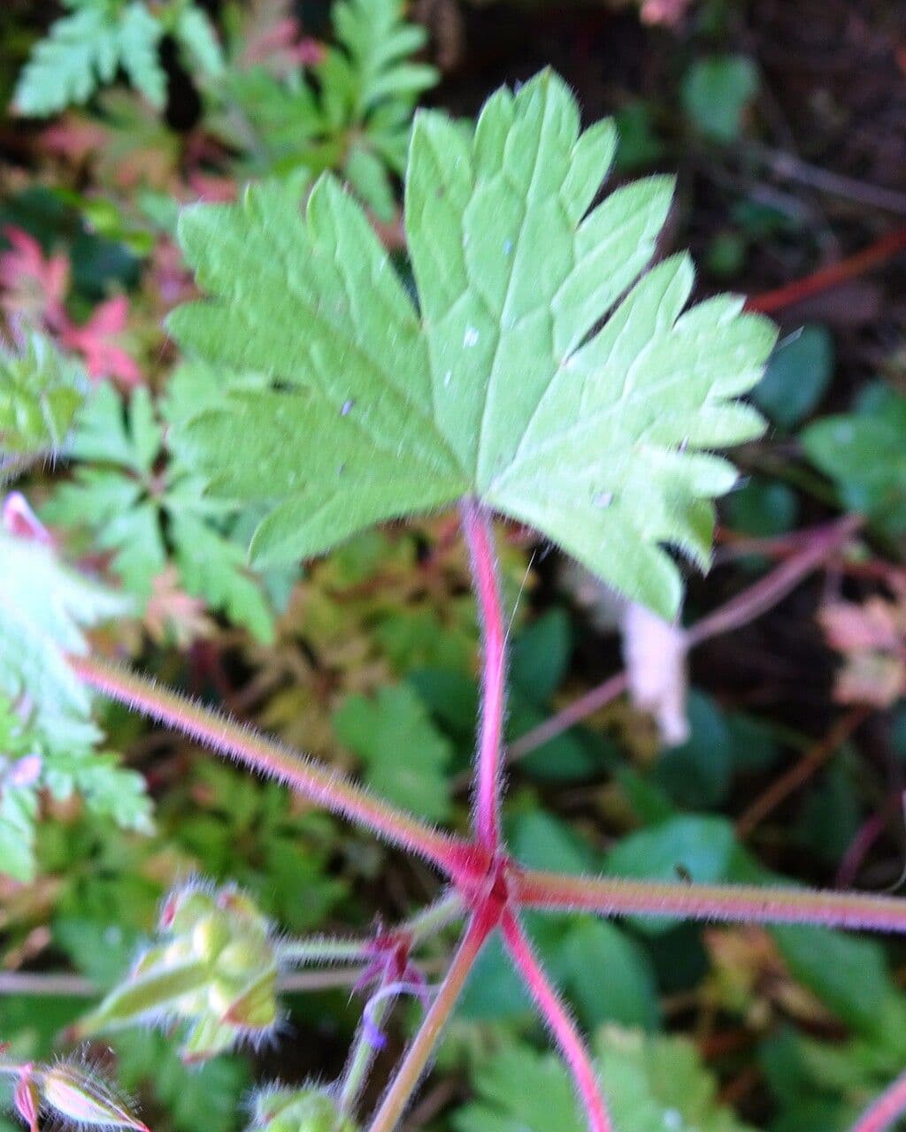 Géranium à feuilles rondes 19