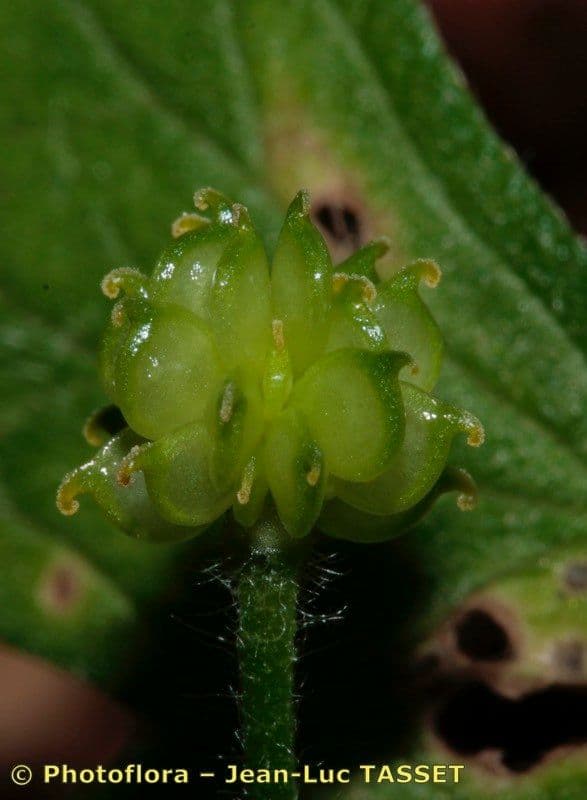 Ranunculus
