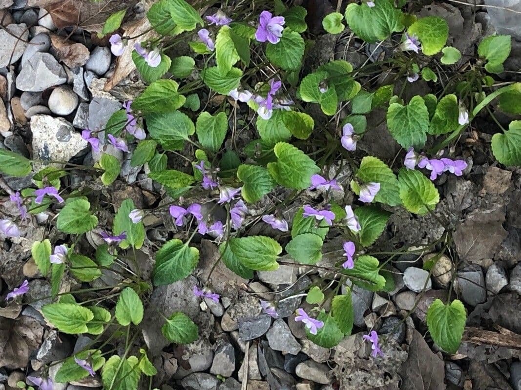 Viola del Labrador 3
