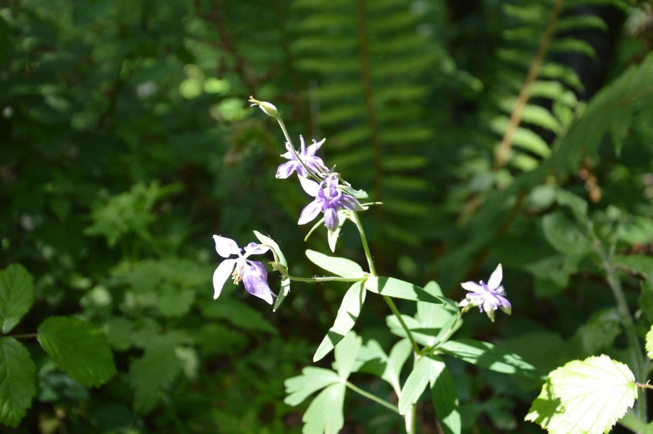 Aquilegia comune 26