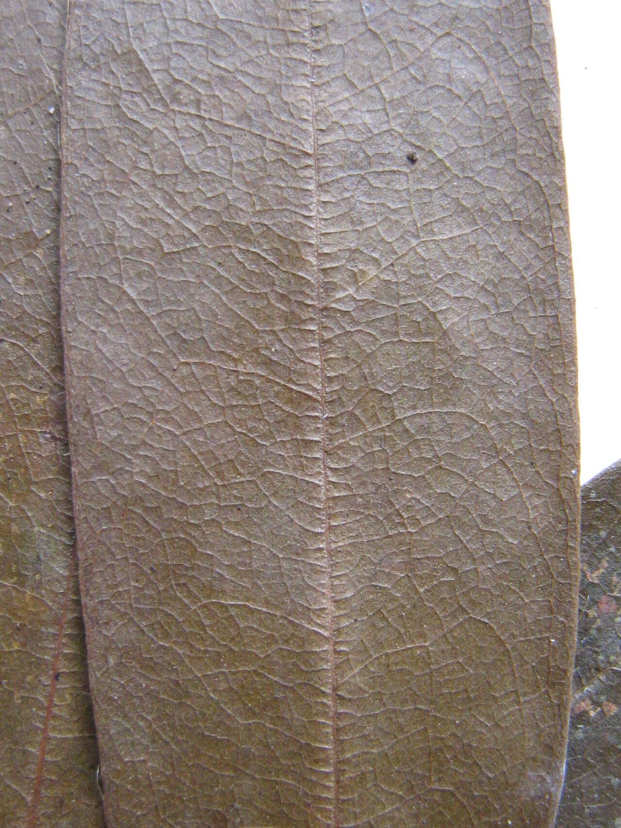 Xylopia 2