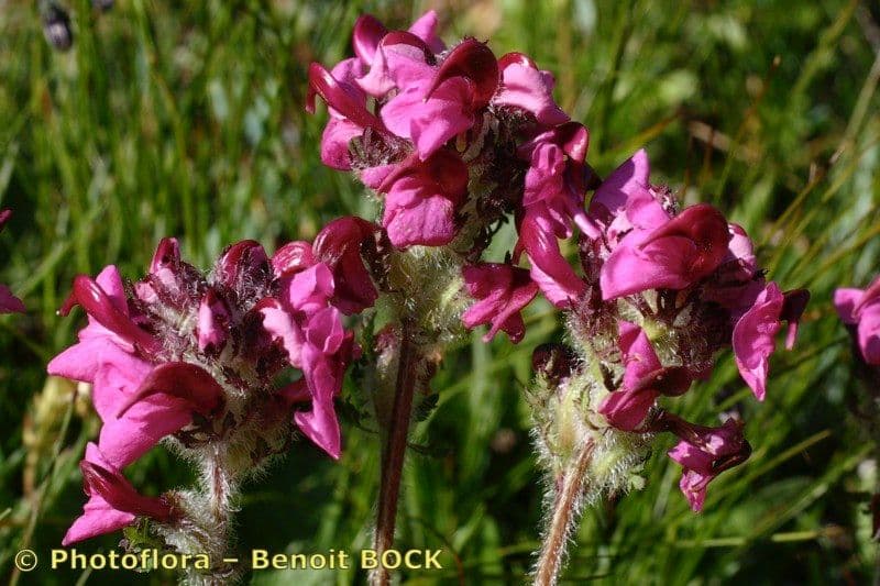 Pedicularis cenisia 16