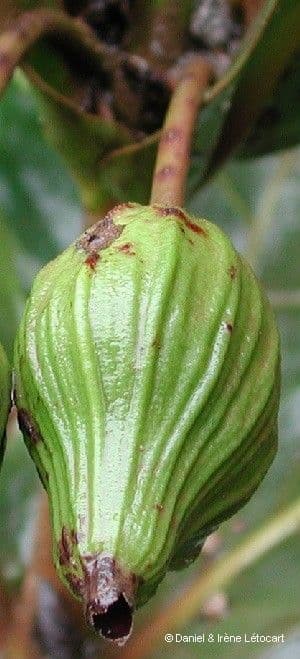 Guettarda 3