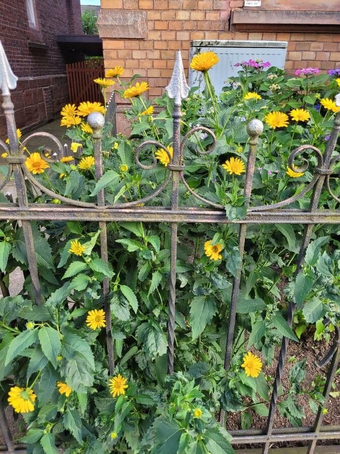 Heliopsis 10