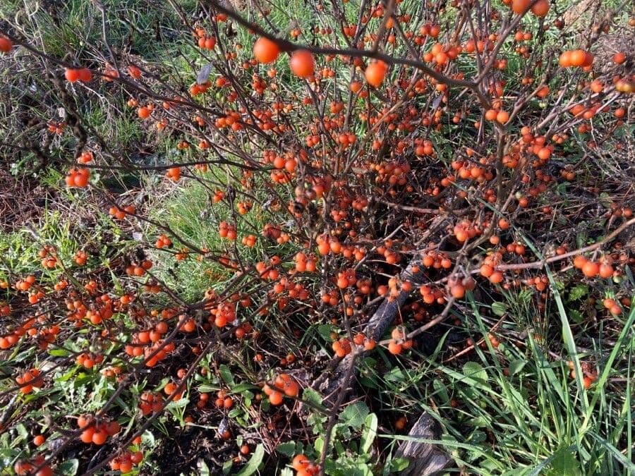 Solanum villosum 14