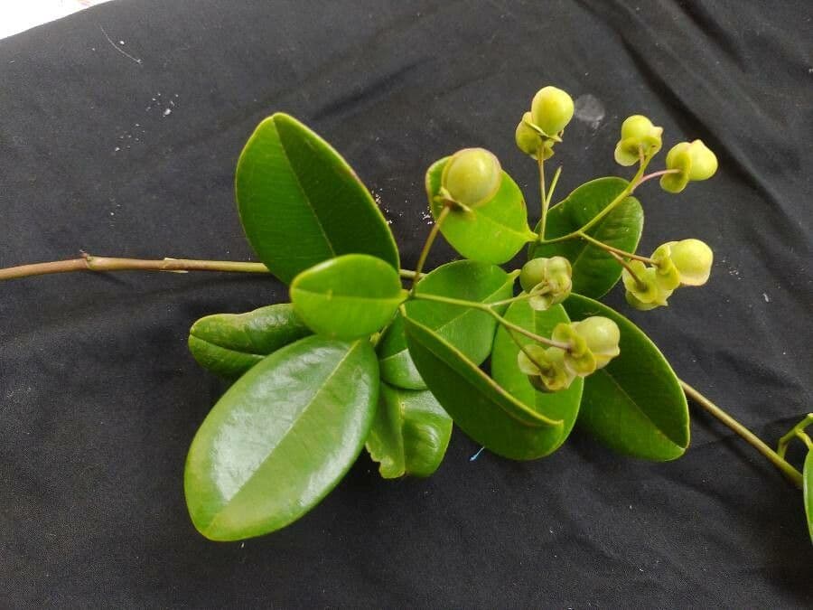 Davilla flexuosa