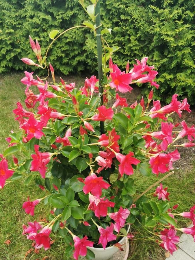Mandevilla 28