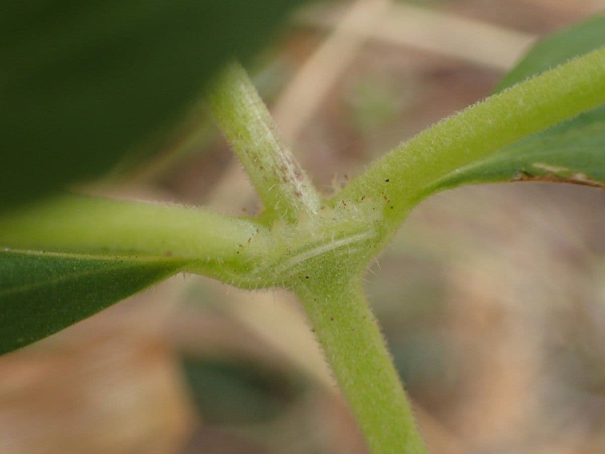 Mitracarpus hirtus 23
