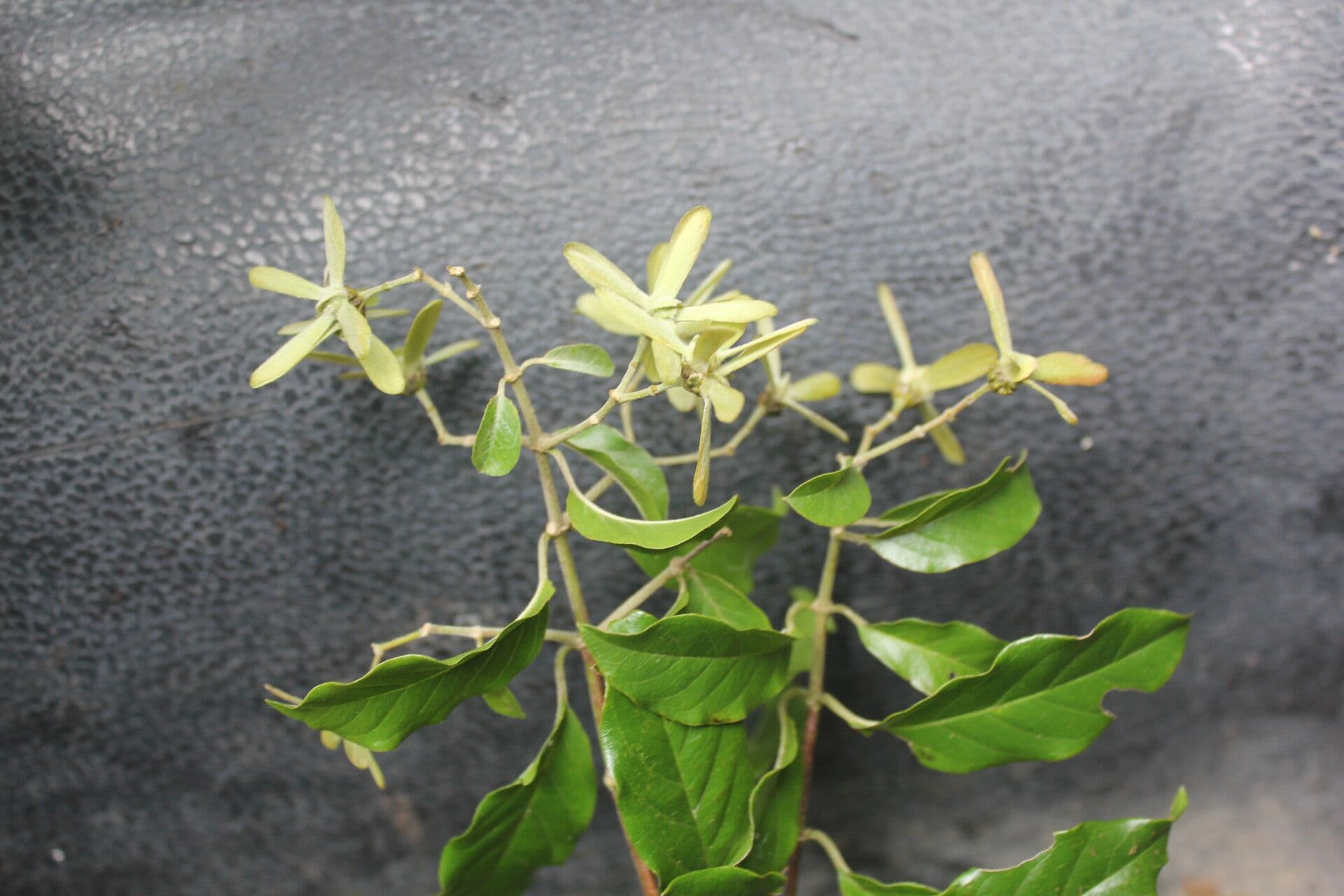 Ala de Schiede