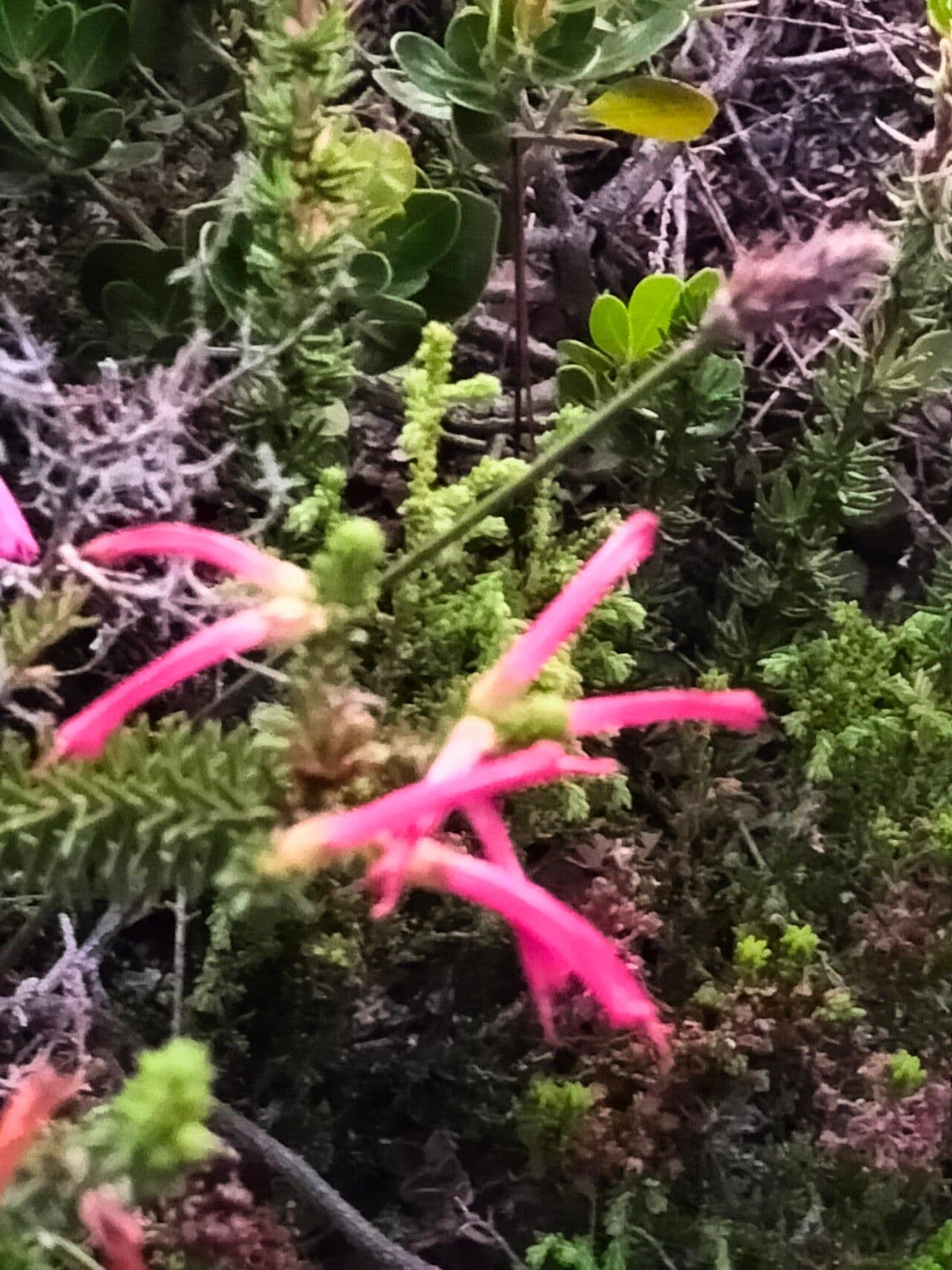 Tannenheide 2