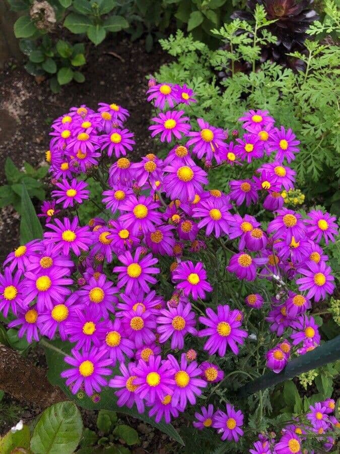 Senecio elegante 3
