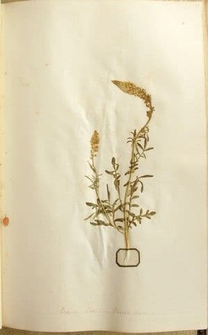 Reseda bianca 26