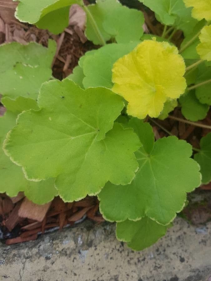 Heuchera 21