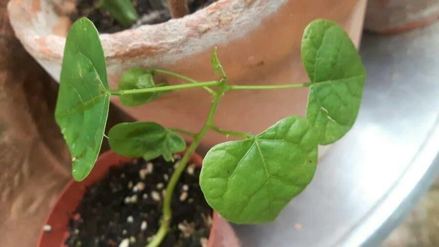 Cissus 10
