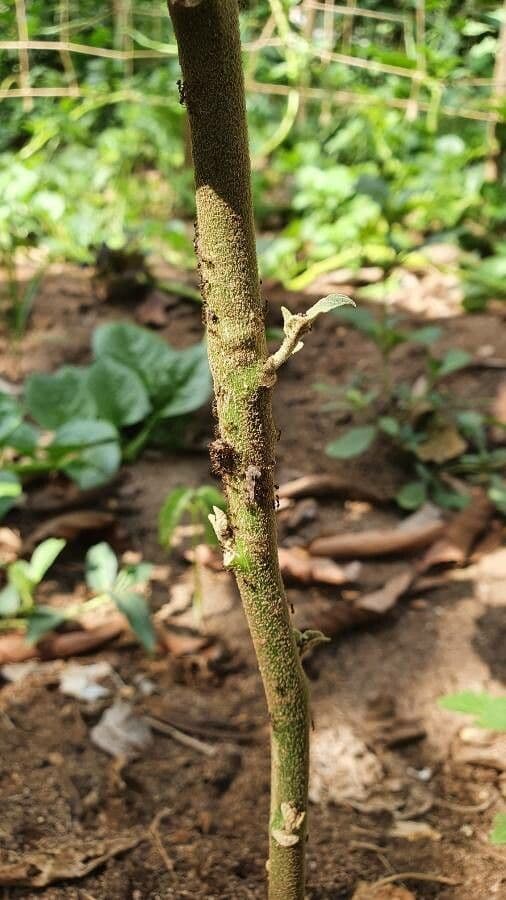 Melón escarlata 24
