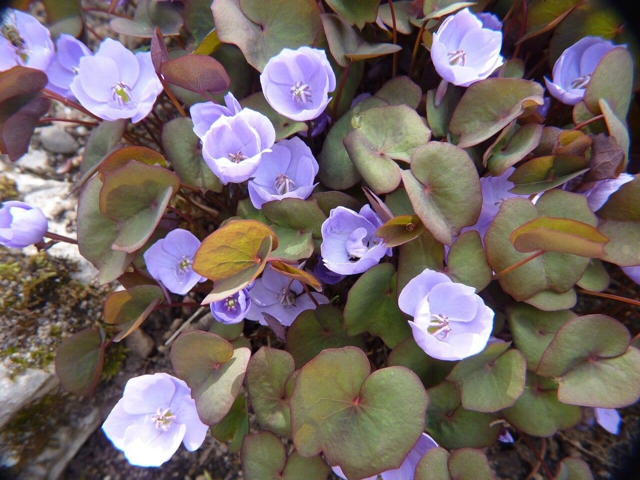 Plagiorhegma dubium 13