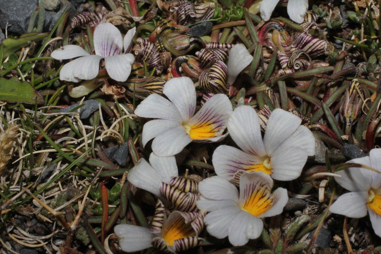 Veilchen