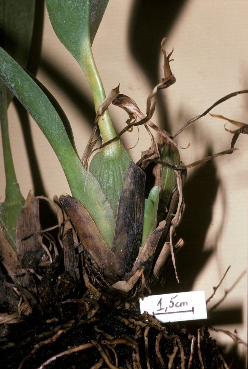 Maxillaria 5