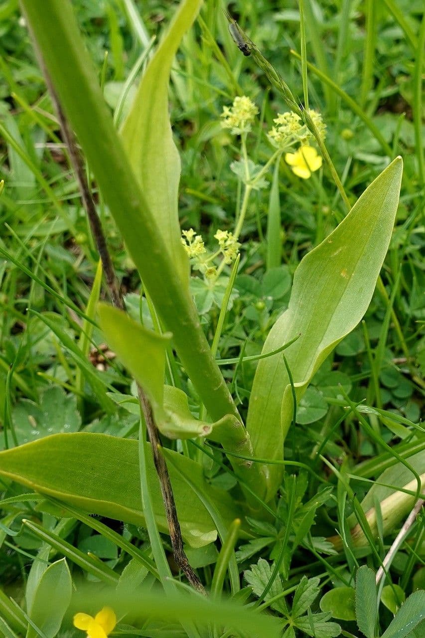 Orchidea sambucina 20