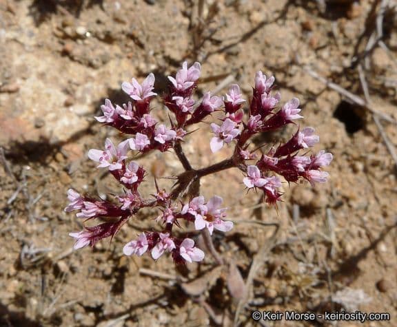 Chorizanthe staticoides 6