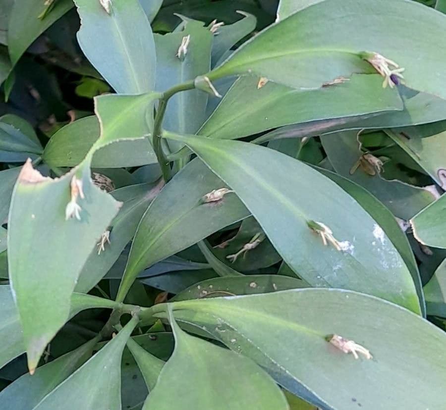 Ruscus hypoglossum 9