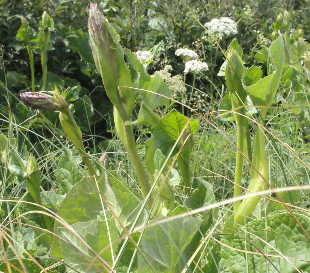 Sibirisches Greiskraut 25