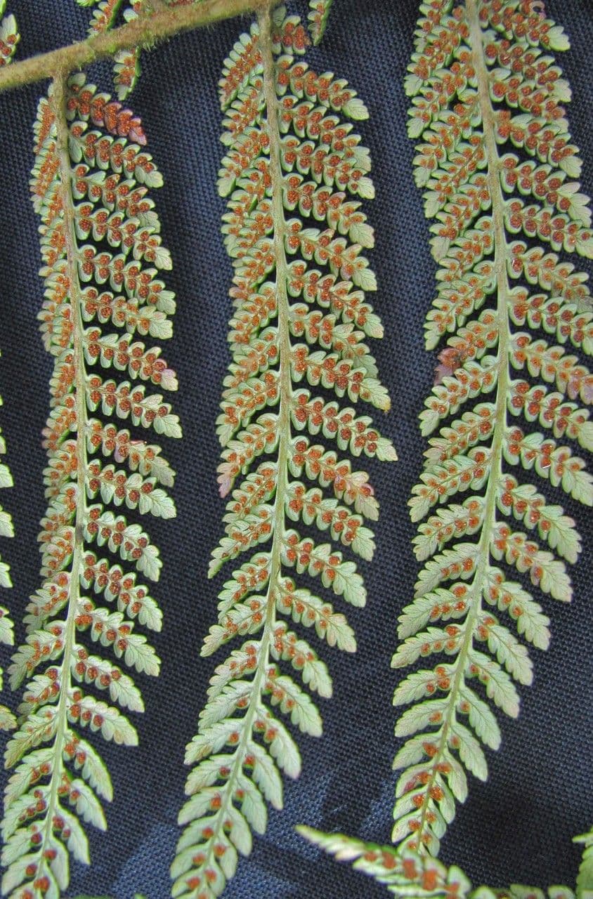 Lophosoria quadripinnata 21