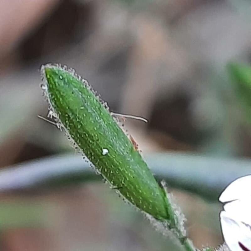 Andrographis paniculata