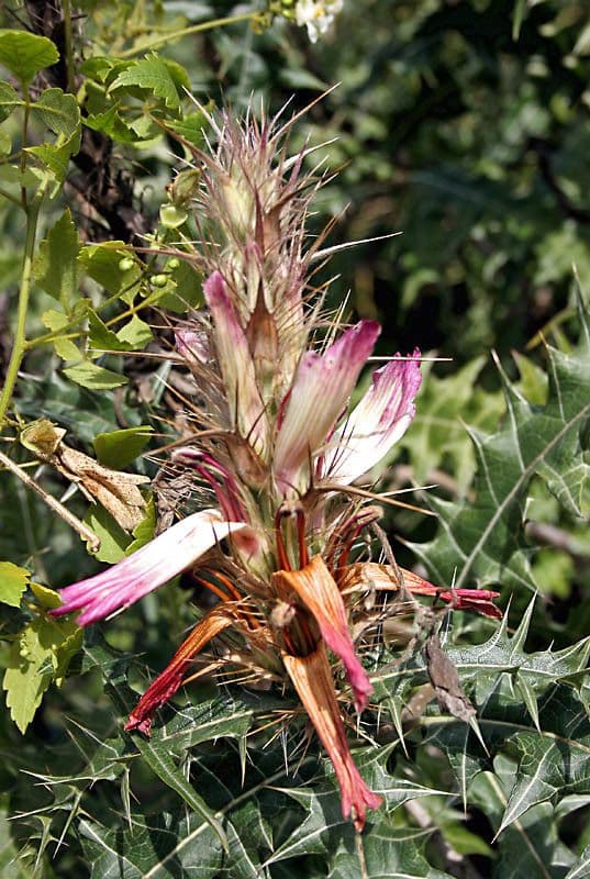 Acanthus 3