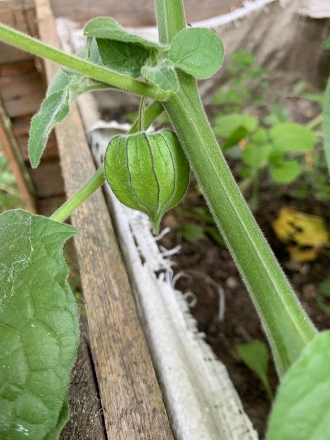 Physalis pubescent 24
