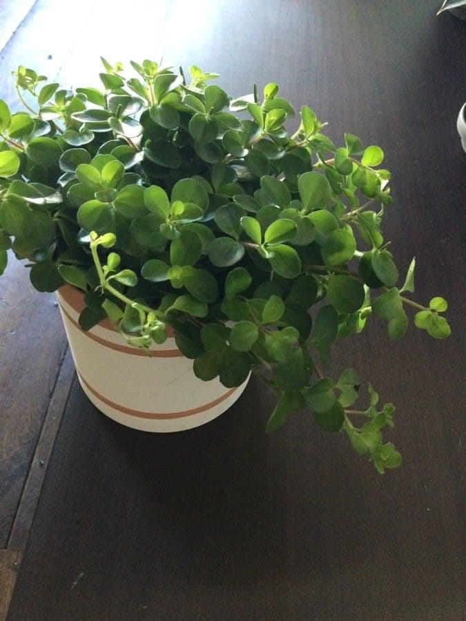 Peperomia 11