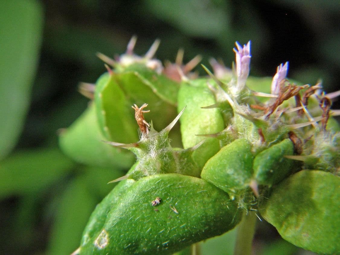 Spiracantha 3