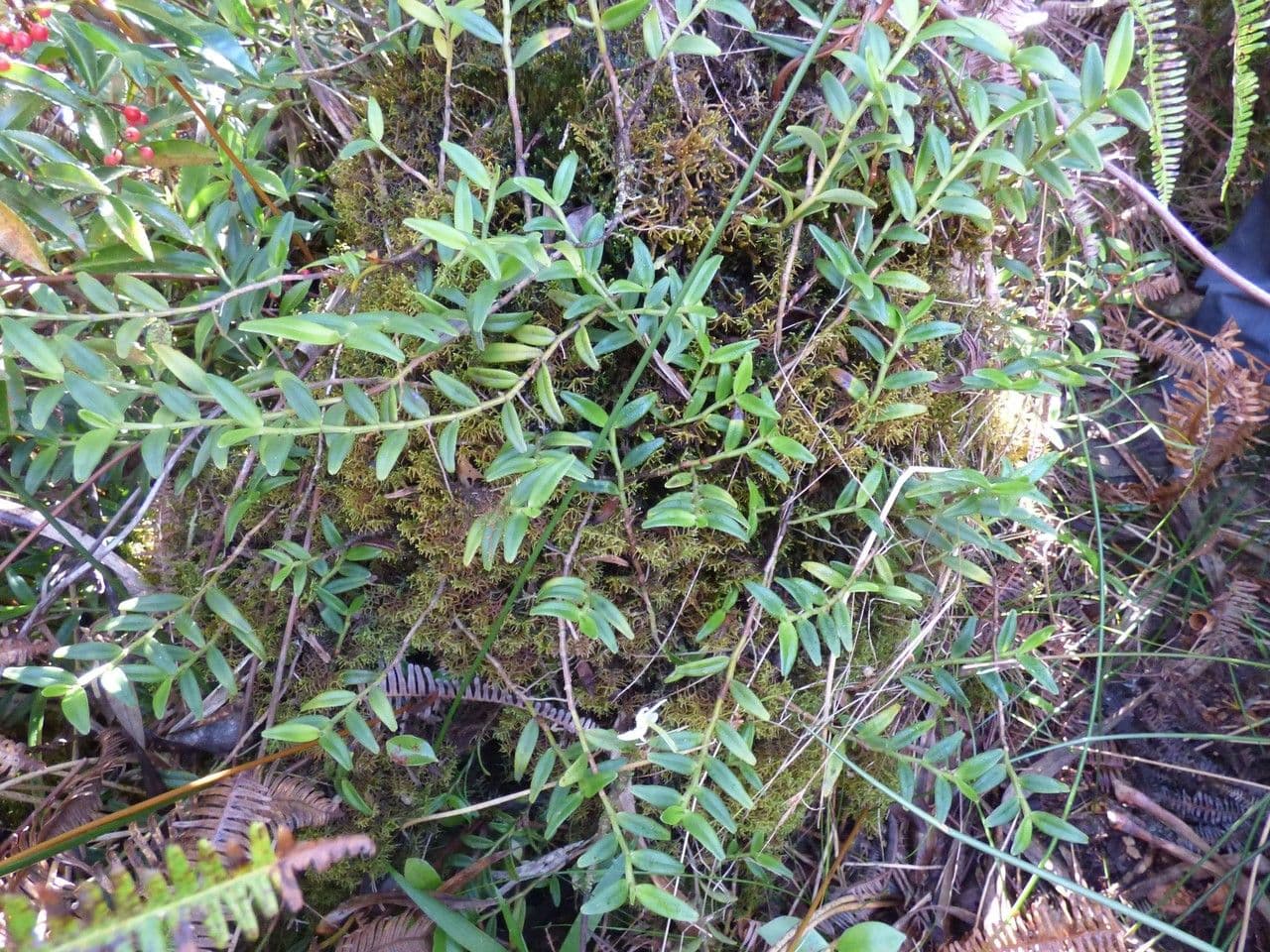 Angraecum 10