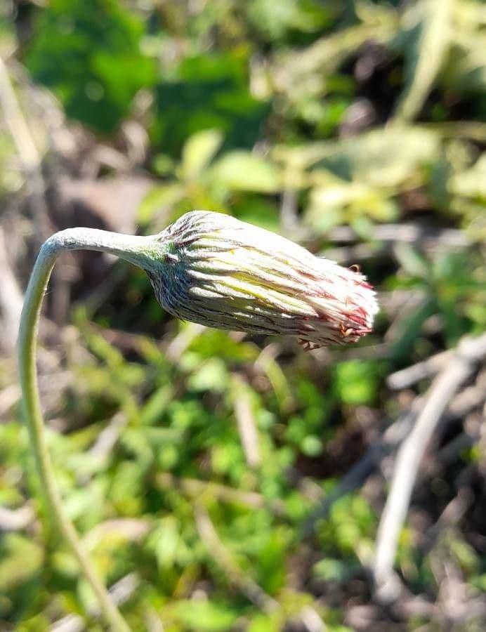 Chaptalia sinuata