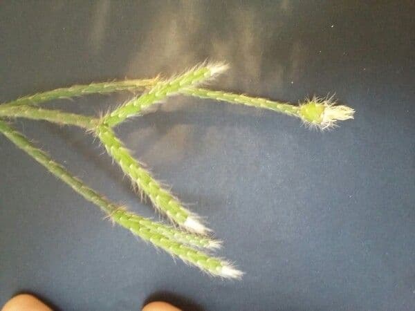Rhipsalis 4