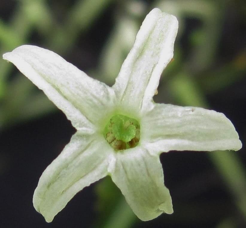 Cestrum 5