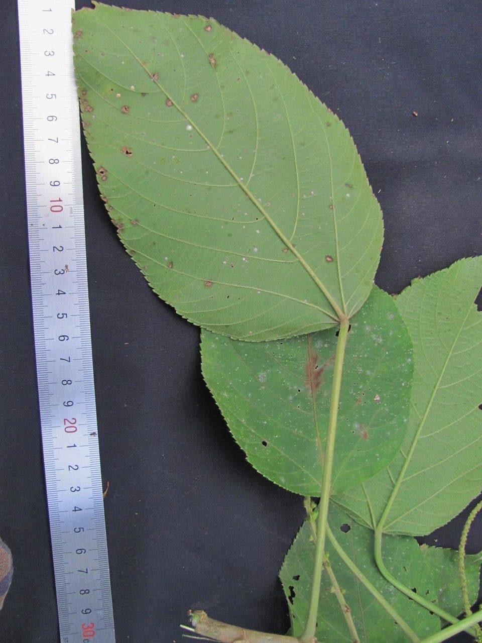 Acalypha a spiga grande 26