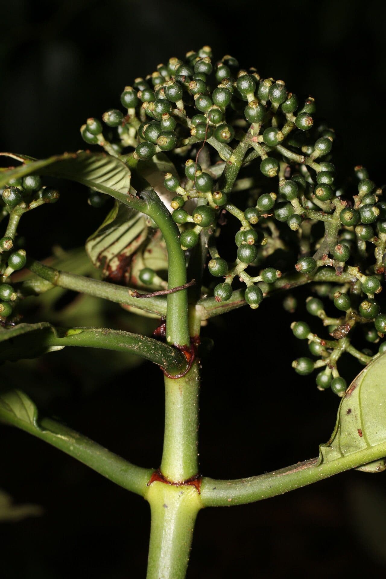 Psychotria 16