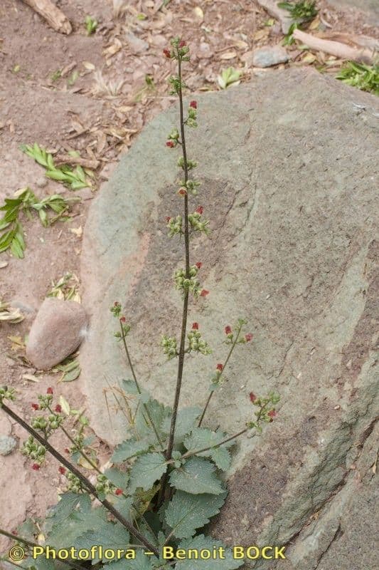 Scrofularia 6