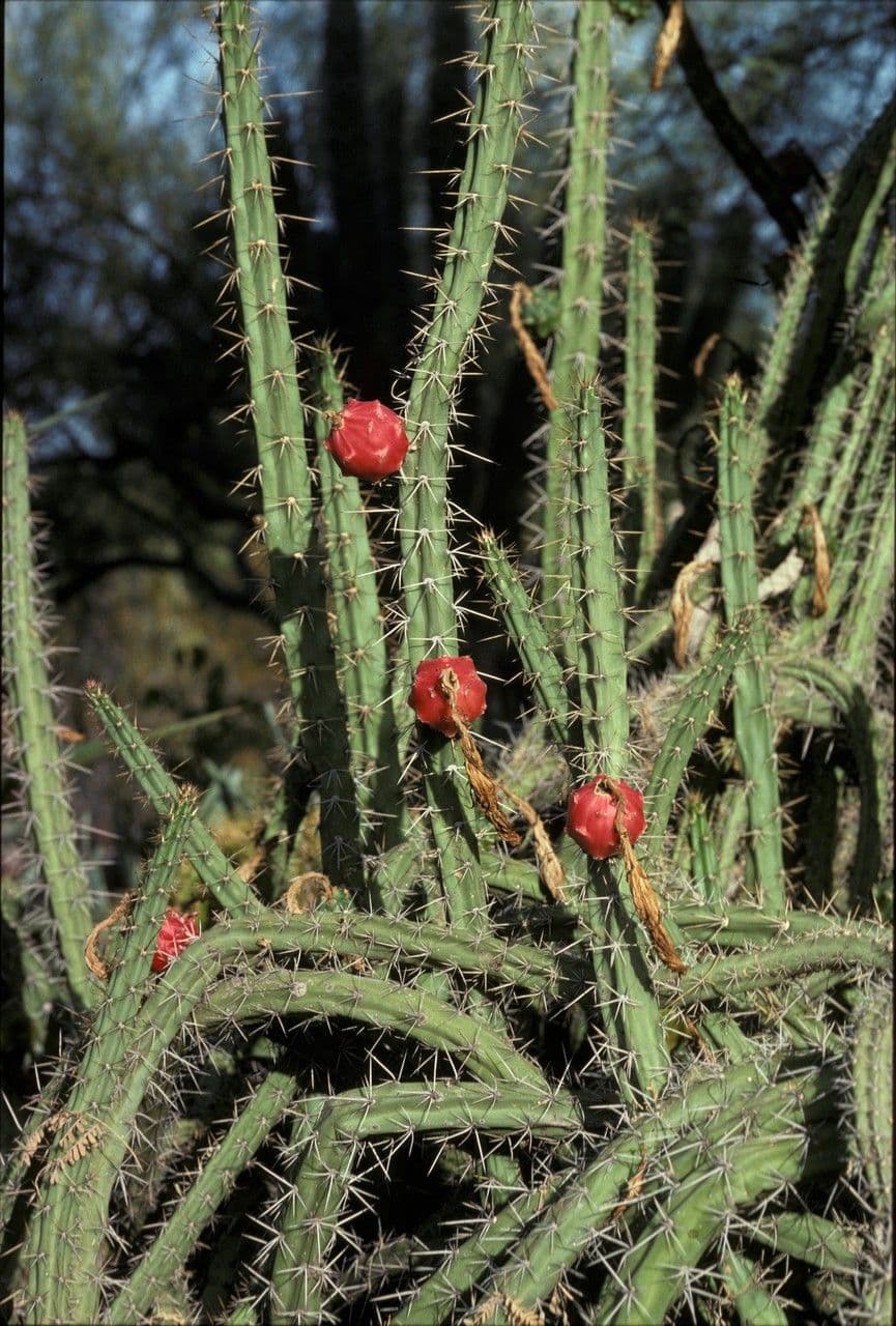 Cactus Regina della notte
