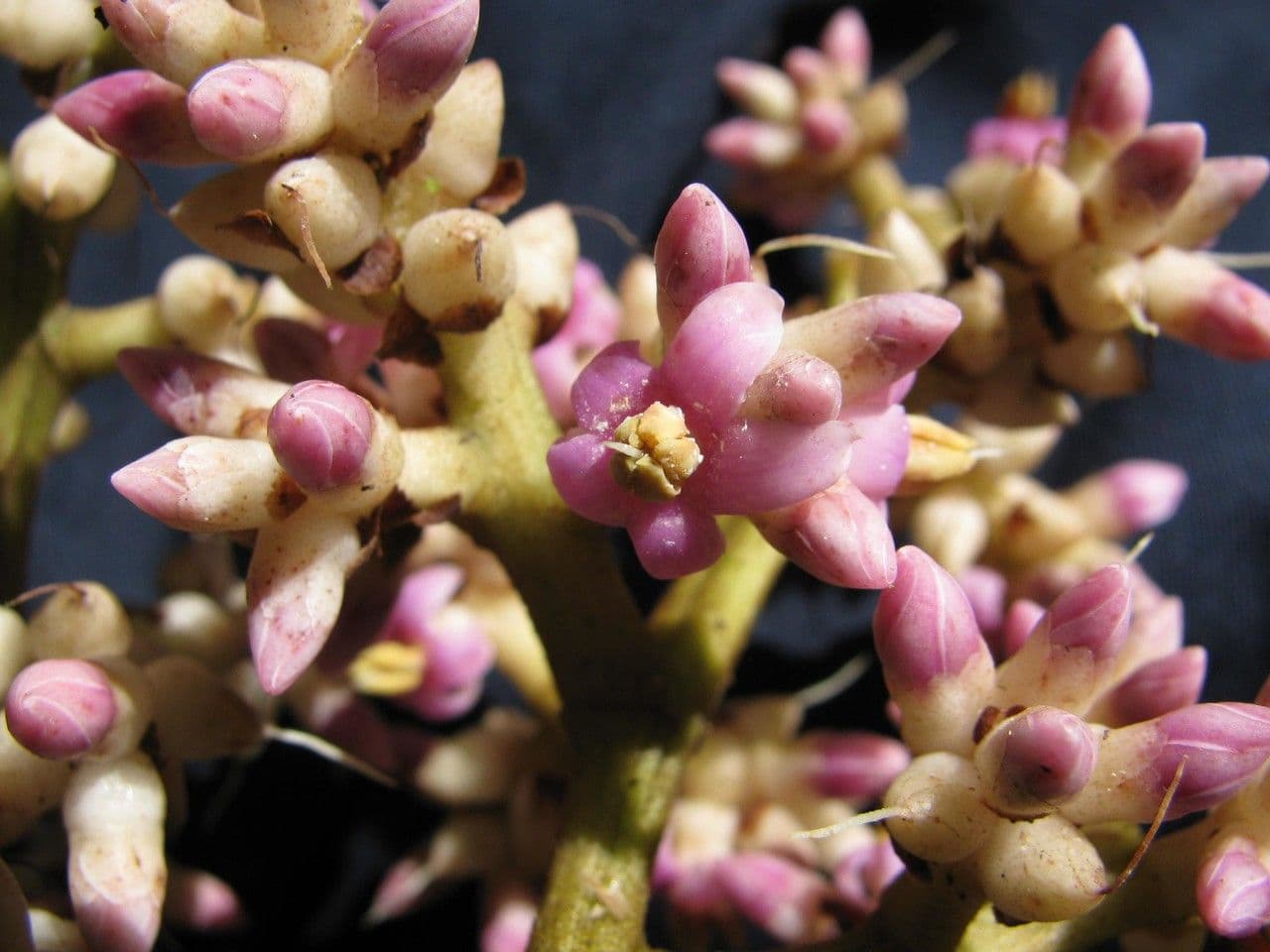 Ardisia 2
