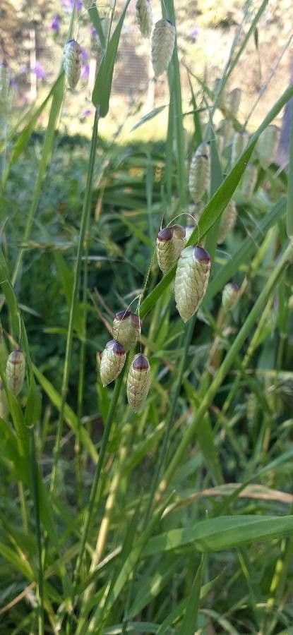 Sonaglini 16
