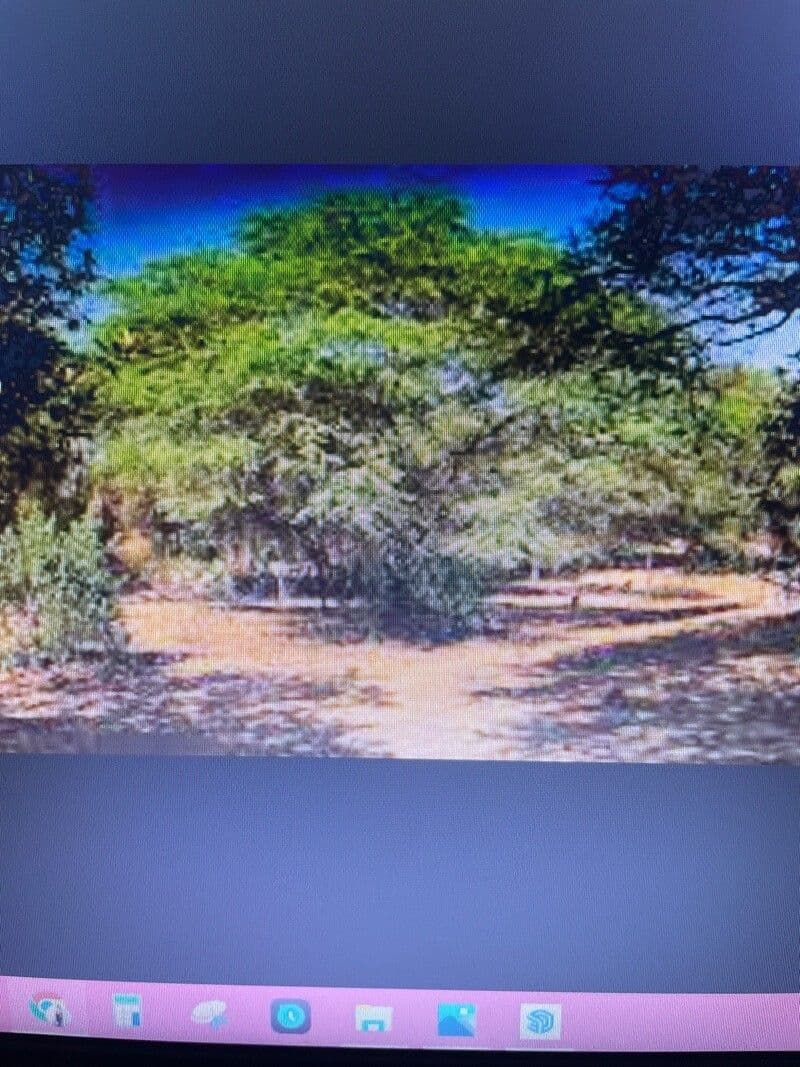 Mahagoni