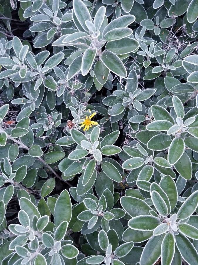 Brachyglottis 17